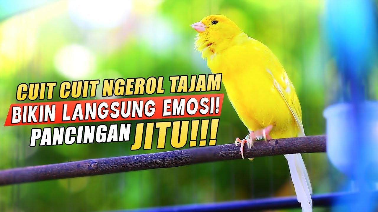 Kenari GACOR Cuit Cuit Ngerol |55| AMPUH utk PANCINGAN KENARI Paud AGAR CEPAT BELAJAR BUNYI Ngeriwik