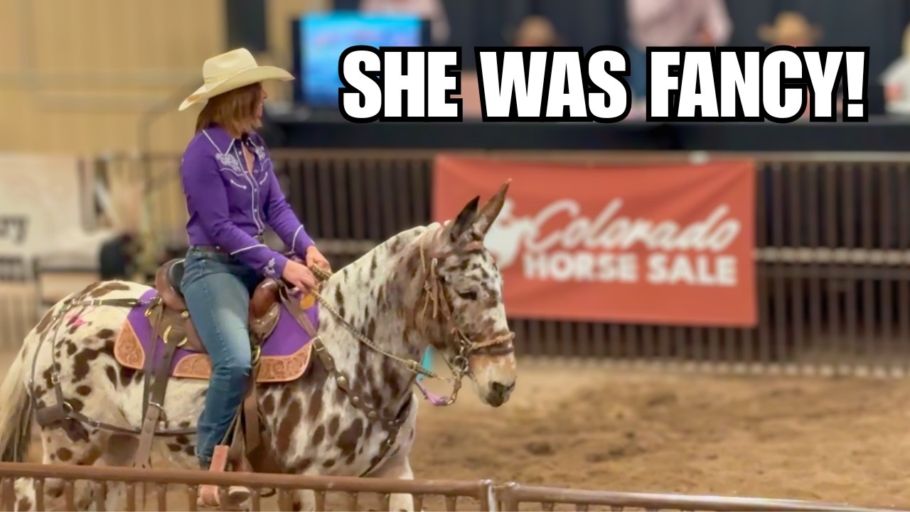 Mule shopping at a horse auction in Colorado! ~ She was AMAZING! 😍