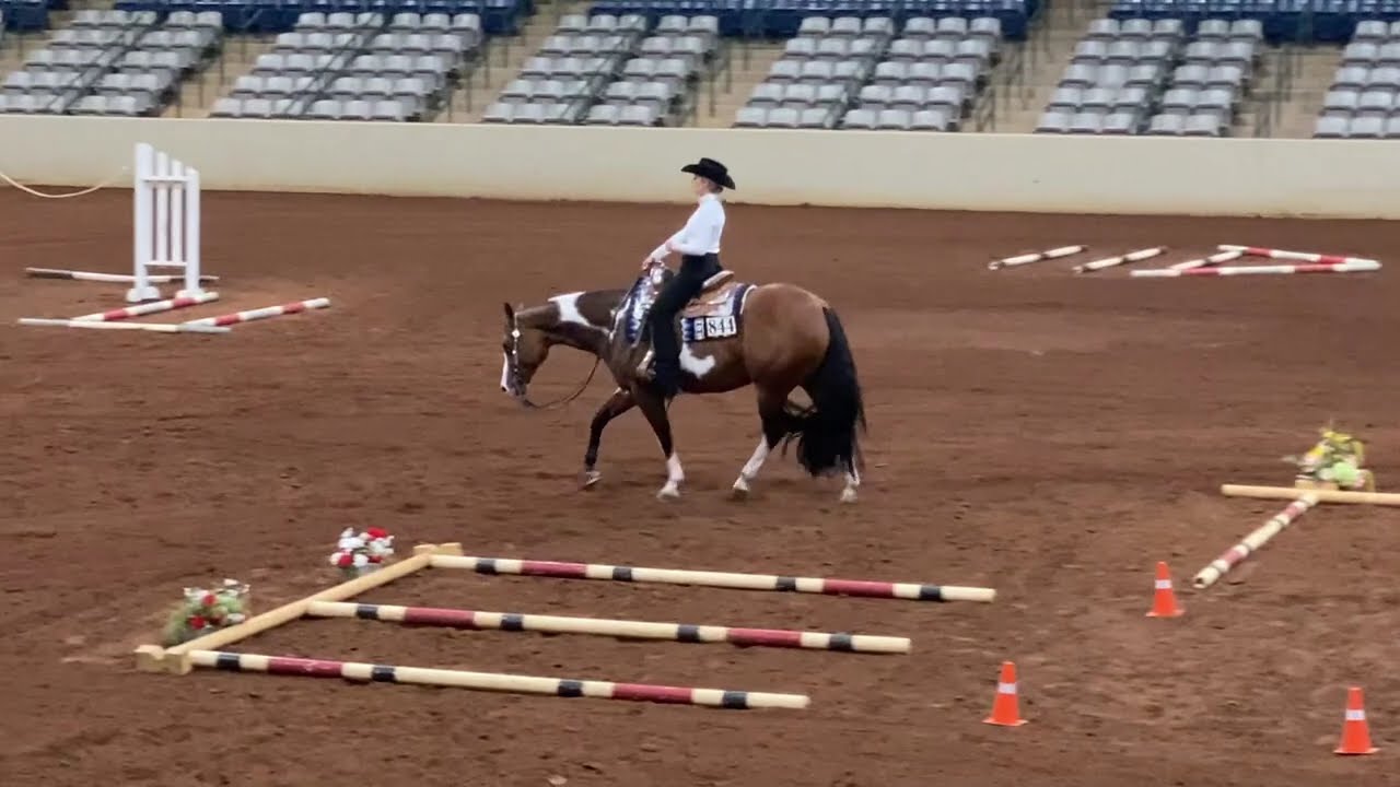 APHA SUPERIOR TRAIL HORSE