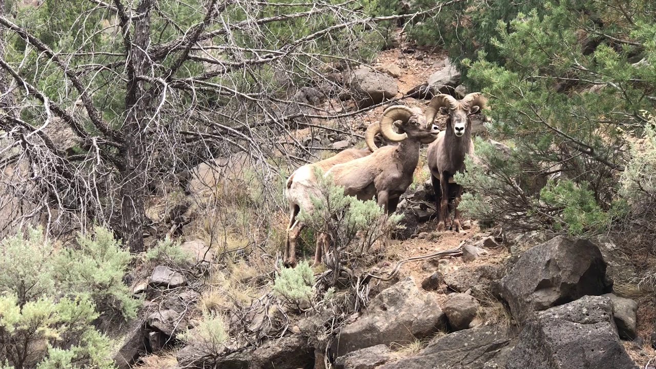 Rocky Mountain Bighorn Sheep--An Iconic Species of the Wild West