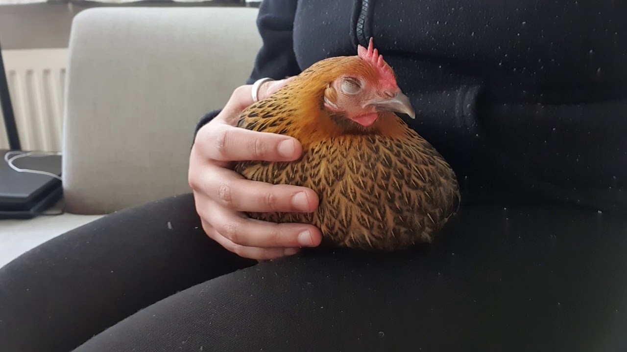 Knuffel kip