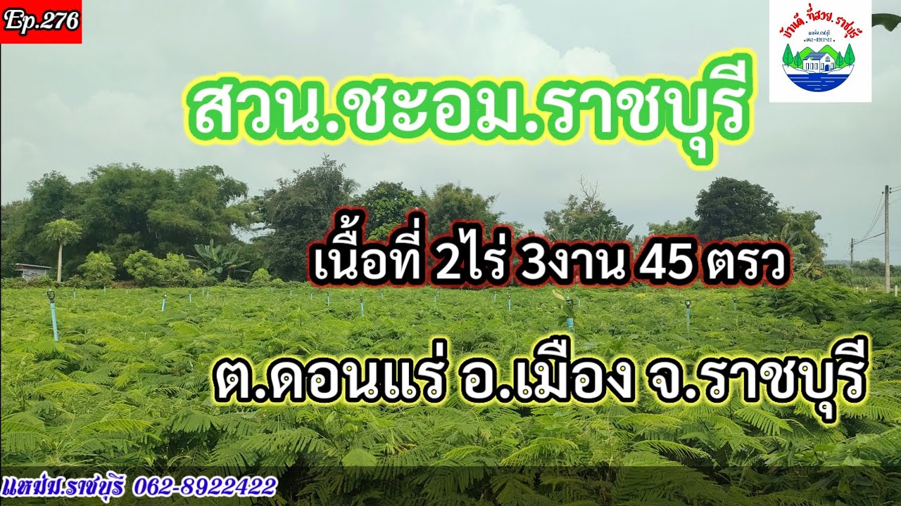Ep#276.ขายสวน ชะอม ราชบุรี# เนื้อที่ 2ไร่ 3งาน 45 ตรว.#ต.ดอนแร่ อ.เมือง จ.ราชบุรี
