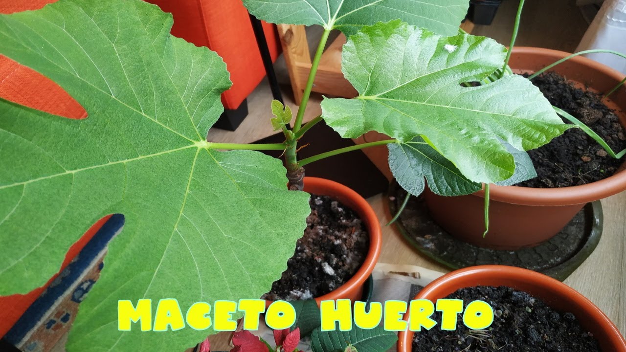 Nuestro maceto huerto || Huerto en casa #vidaautosuficiente