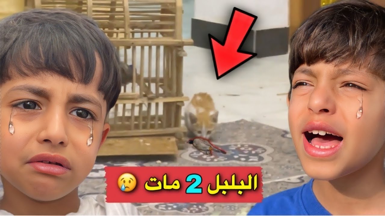البزون 🐈 اكلت البلبل الثاني 😢