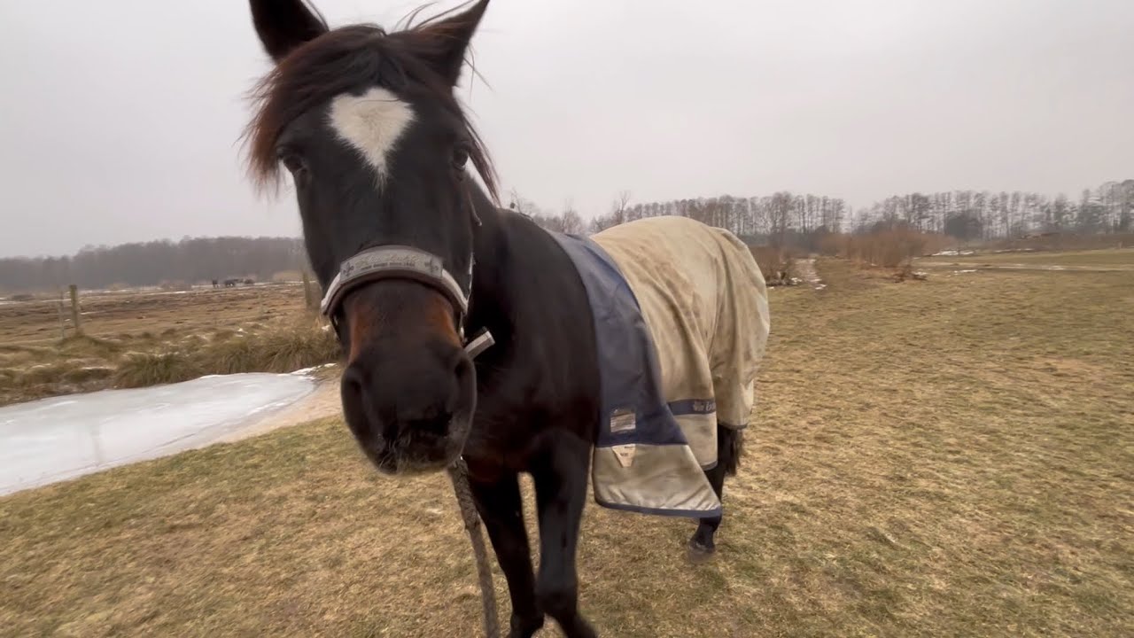 凍りついていない芝生の上で運動するイケメン元競走馬　🐴👩🏻🙂