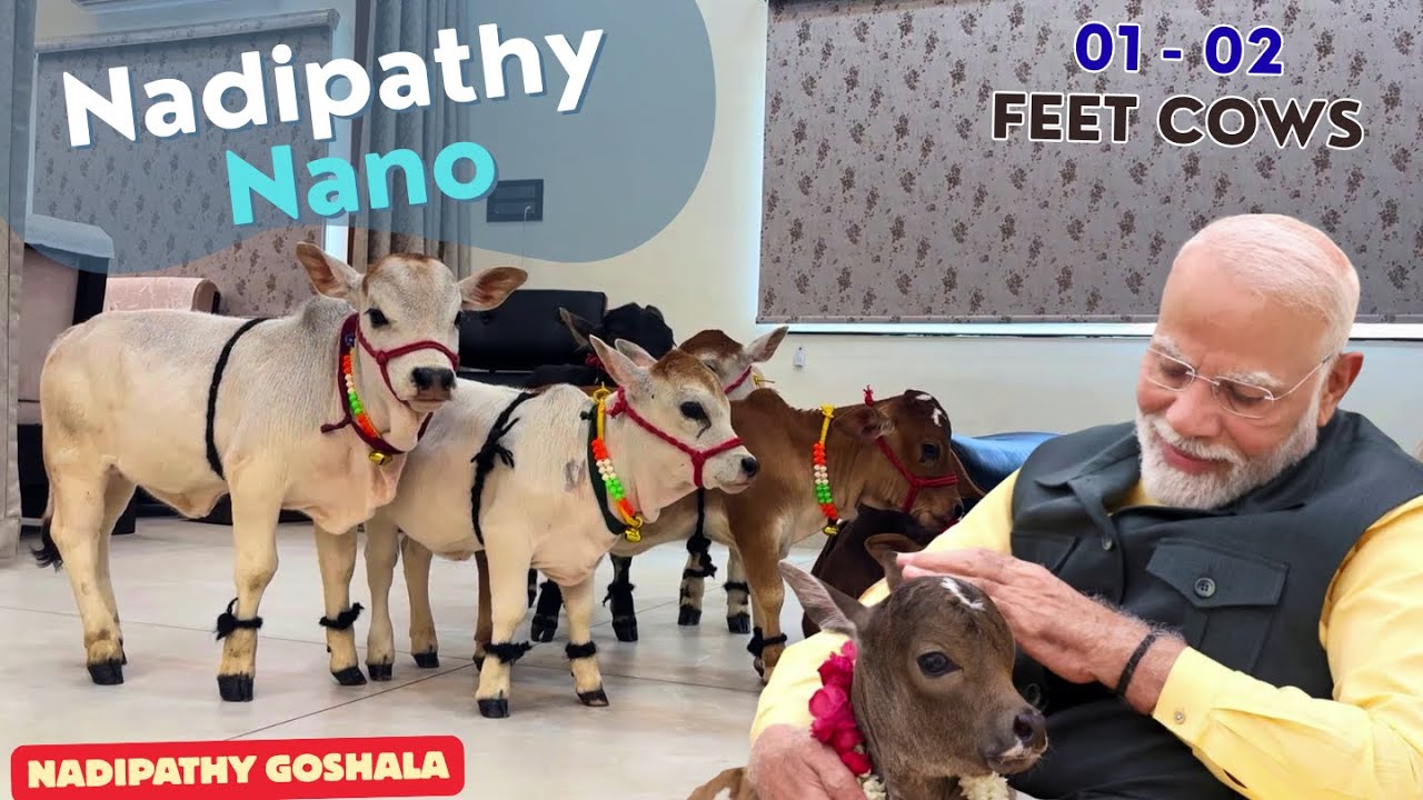 Nadipathy Nano Cattle | World's Shortest | Pet Cows That Can grow in ur House  #cow #pet #viral
