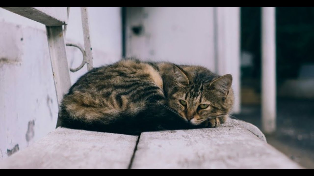 Кошка, прошедшая через голод, предательство и жестокость, учит девушку никогда не сдаваться