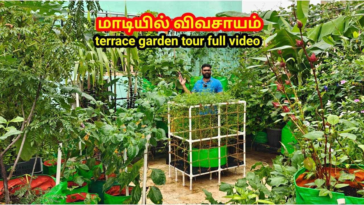 #மாடிதோட்டம் #gardening #terracegarden #gardenideas #gardening #organic #vegetables 