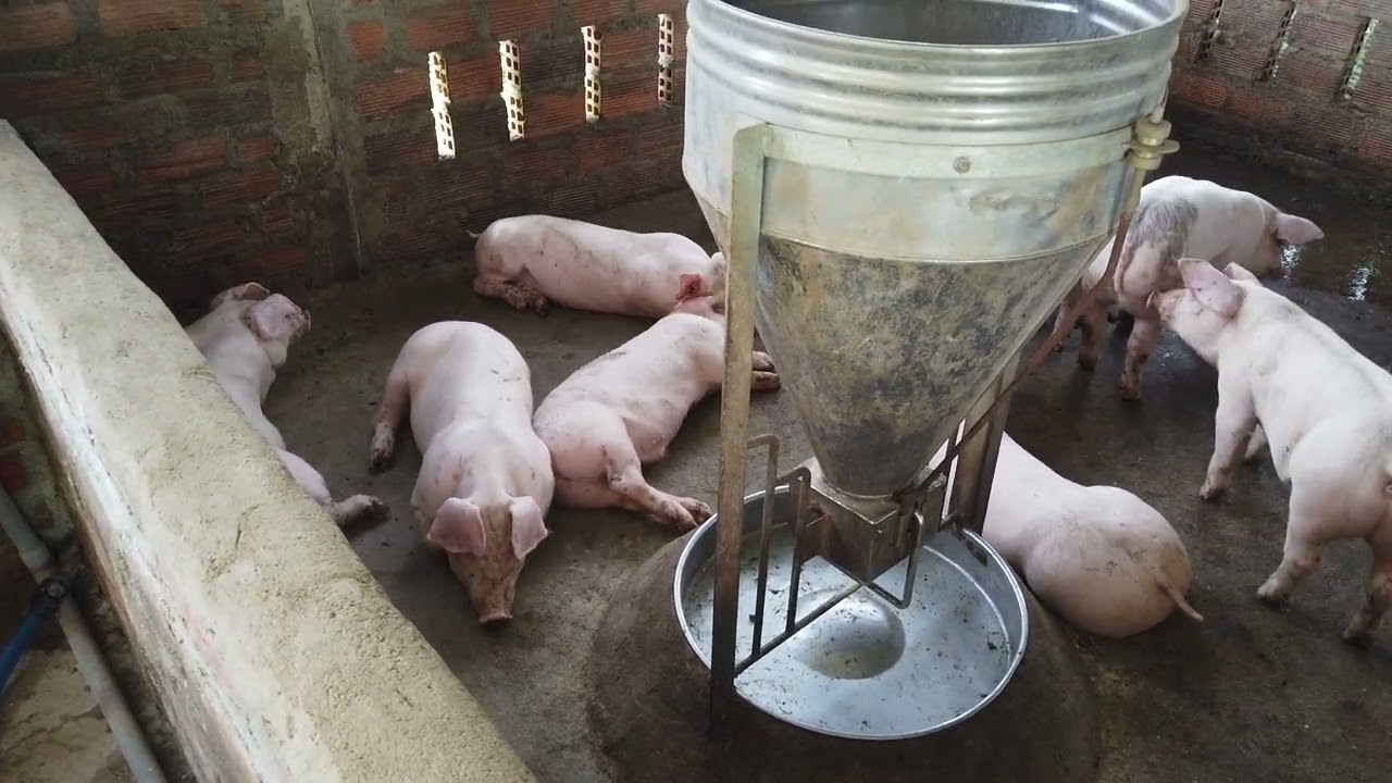 Cách Nuôi Heo Đạt 100 Kg Sau 3 Tháng 10 Ngày