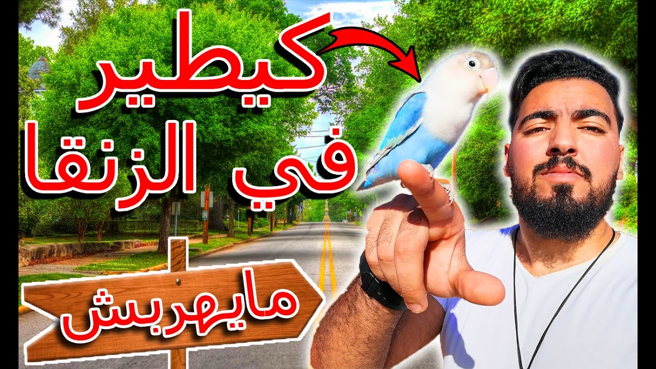 ها كيفاش تطلق فرخ في الزنقا ⚠️ و ما ايهربش 🦅| اسهل طريقة دير بها الطيران الحر 🦅😍