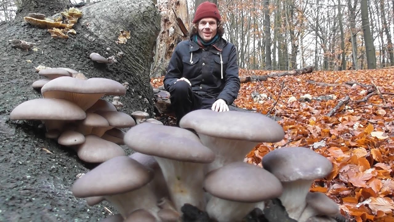 Pilze Ende November - Von Hörnchen und Elfenbeinen