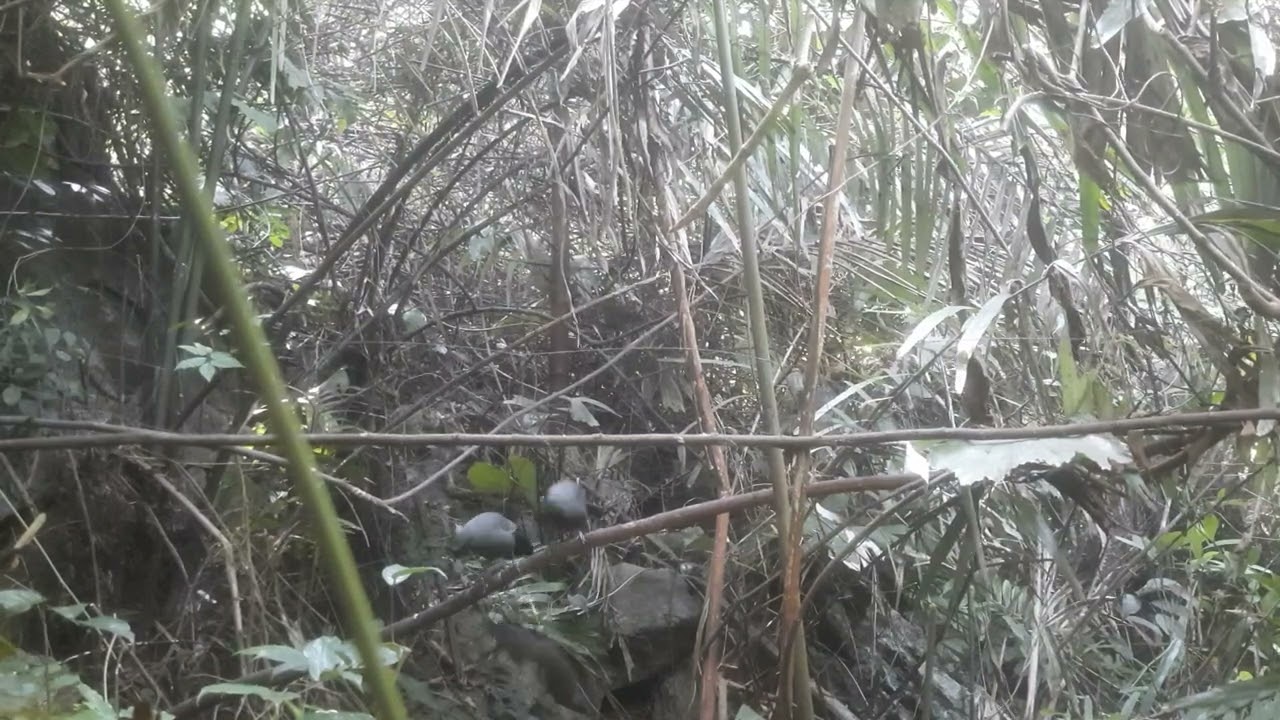 bẫy khướu ngày 15/11/2024