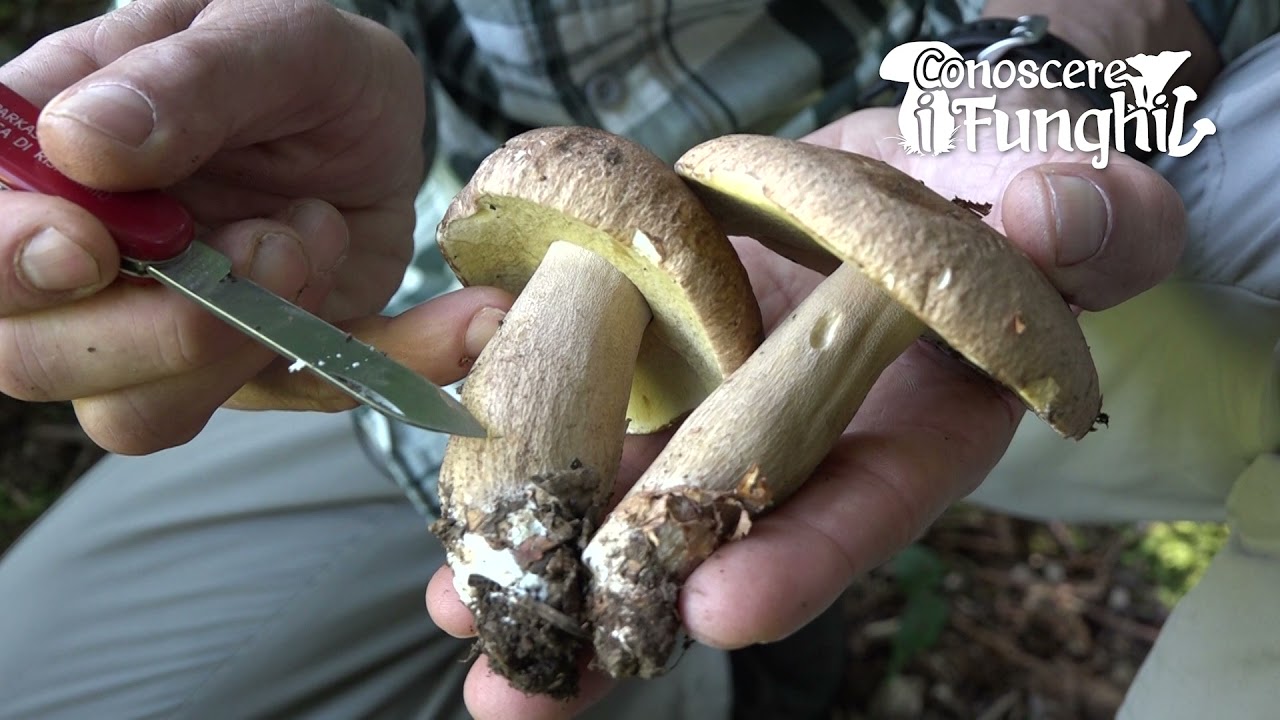 Conoscere i funghi: Boletus aestivalis [ COMMESTIBILE ]