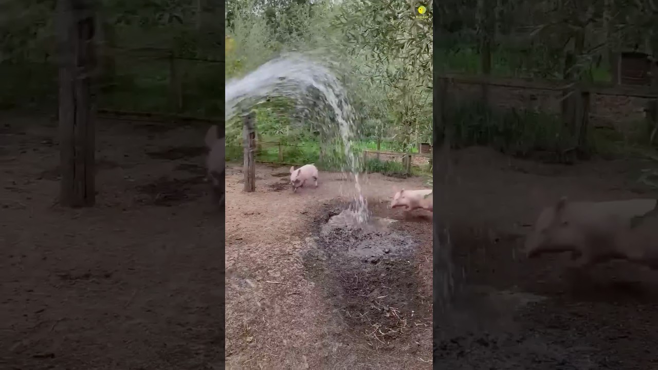 3 Things You Didn't Know About Pigs