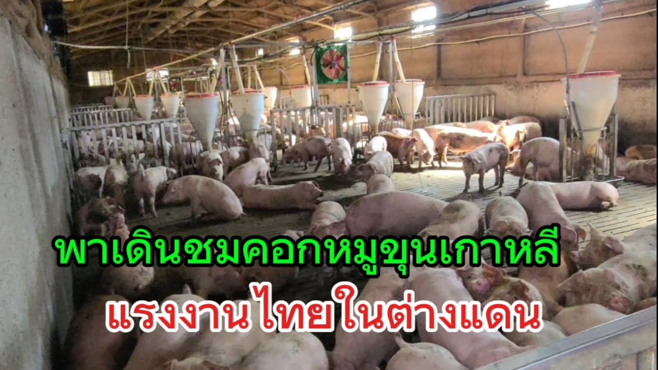 พาเดินชมคอกหมูขุนเกาหลีใต้
