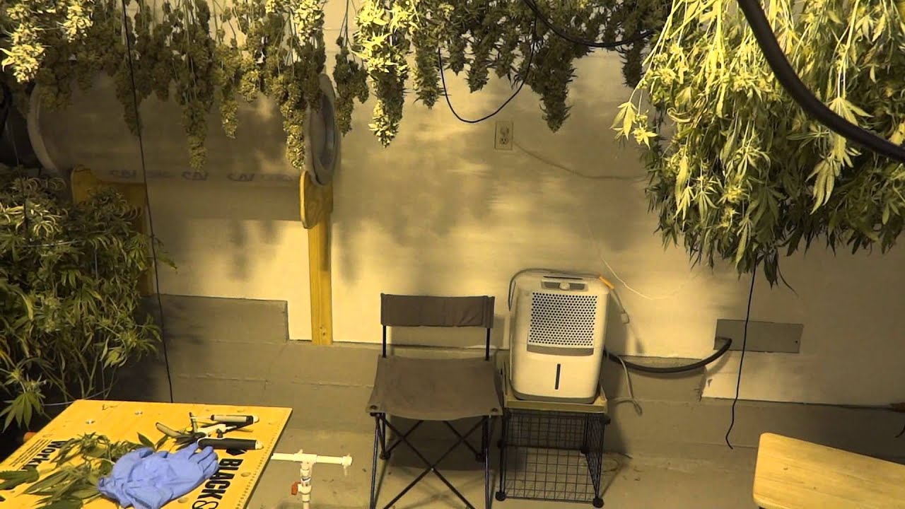 Site M - Harvest Update & Dry Process Explanation