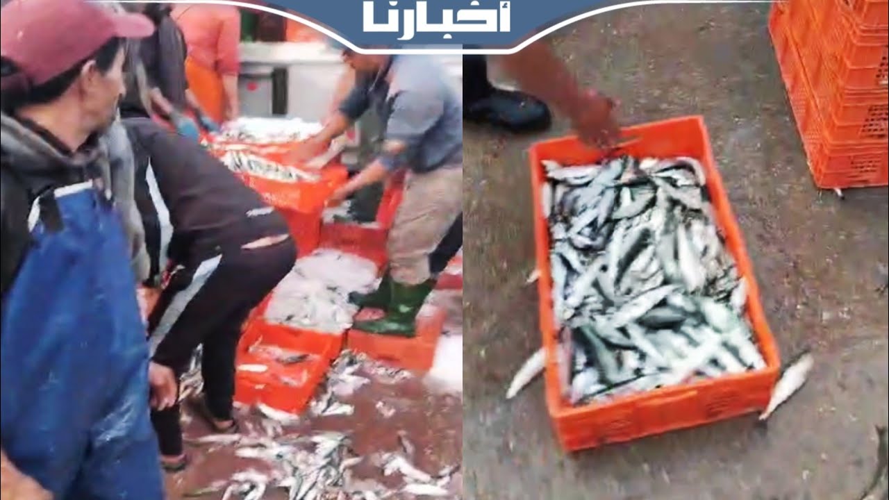 ميناء طانطان يستقبل كميات كبيرة من أسماك السردين بعد استئناف النشاط البحري