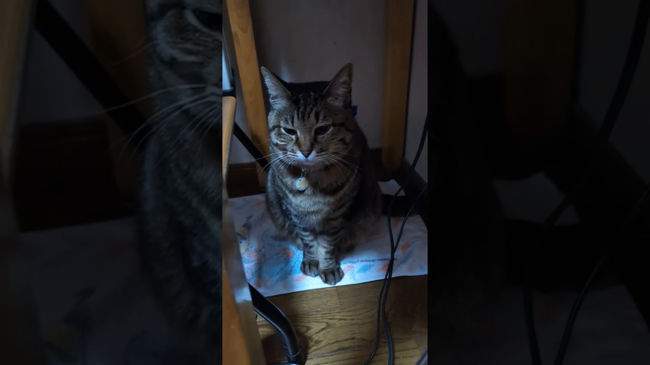 深淵を知らぬ全ての人に送る「これが深淵だ」 #みーちゃん #ねこ