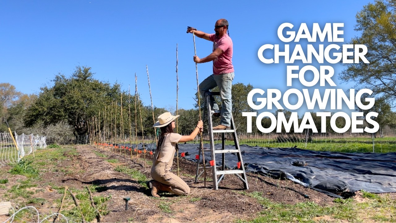 GROW TOMATOES Like a Pro Using the FLORIDA WEAVE Method | Easy & Cheap