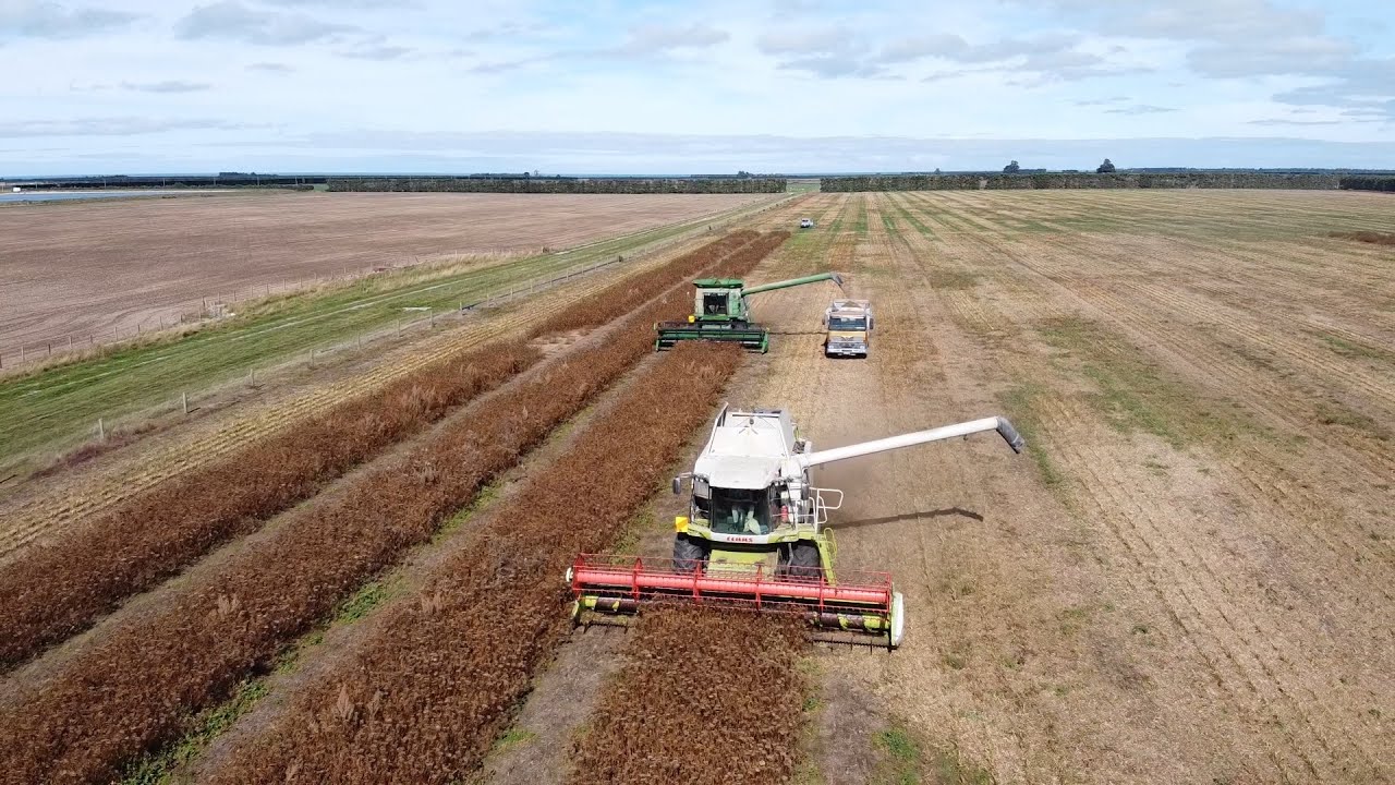 Direct Harvesting Carrot Seed