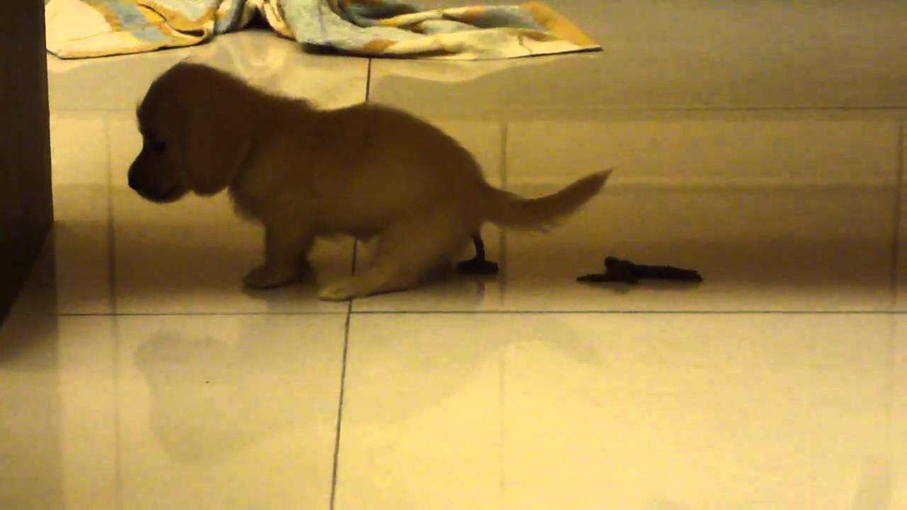 我的狗明星My Super Star --小臘腸狗 Dachshund  Zooey .FIRST POOP at our home.