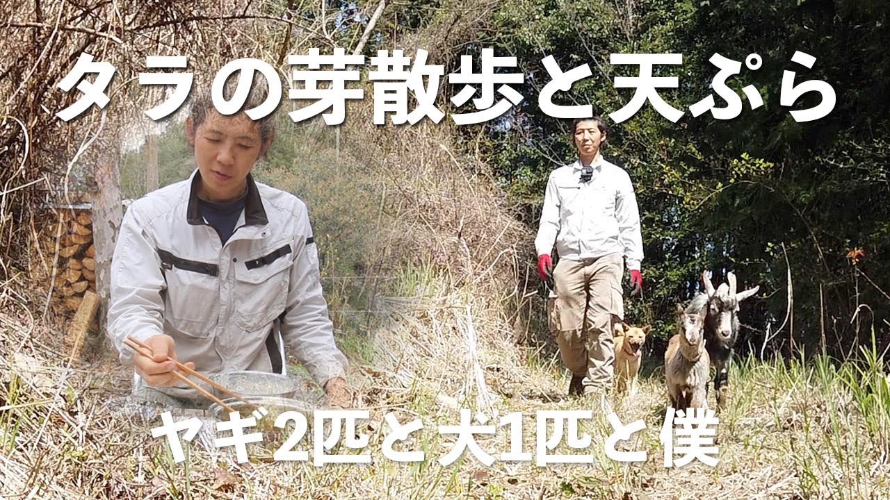 タラの芽散歩と天ぷら　ヤギ二匹と犬一匹と僕で、タラの芽を採りに山を登る。そのあと、タラの芽と原木しいたけとよもぎの天ぷらを頬張るって動画