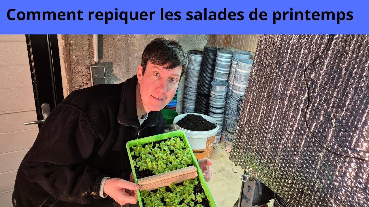Comment repiquer les salades