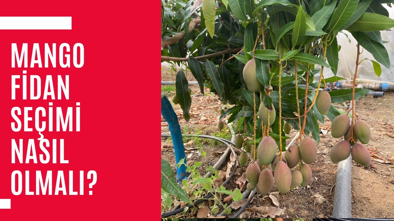Mango Fidan Seçimi - Mango Fidanı Nasıl Olmalı? - Hasan Görücü Anlattı