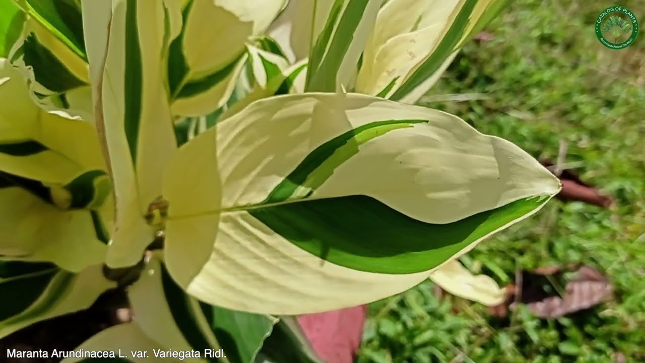 Maranta Arundinacea L. var. Variegata Ridl. | Ornamental Plants | 🇵🇦 Panama |