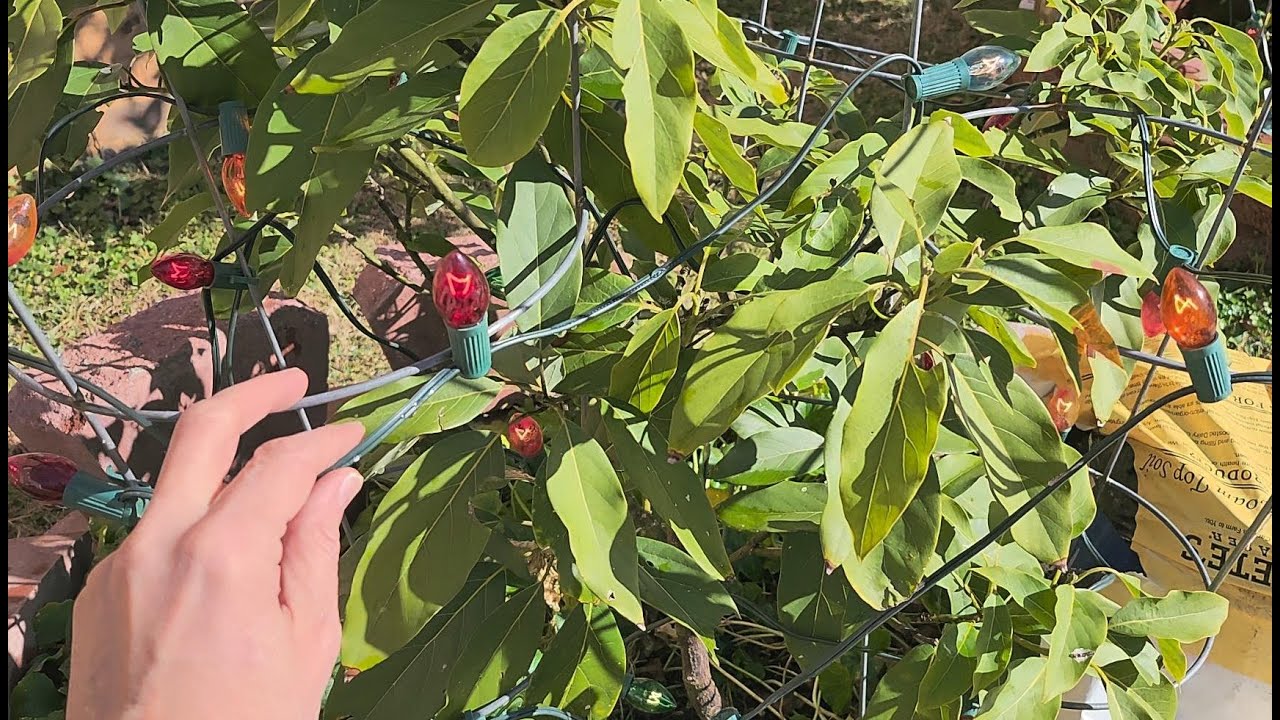 Avocado Trees with C7 Christmas Lights after a 19F Morning