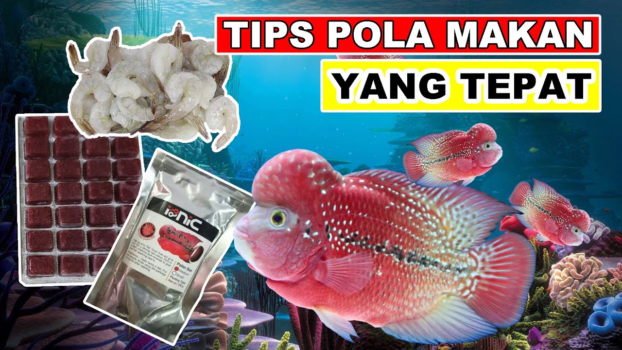 Pola Pemberian Pakan Ikan Louhan Yang Tepat
