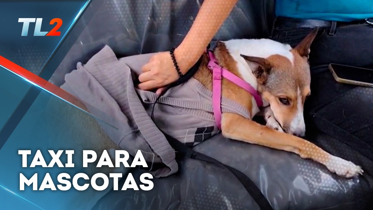 #contandohistorias Taxi para mascotas | Teledos | El Salvador