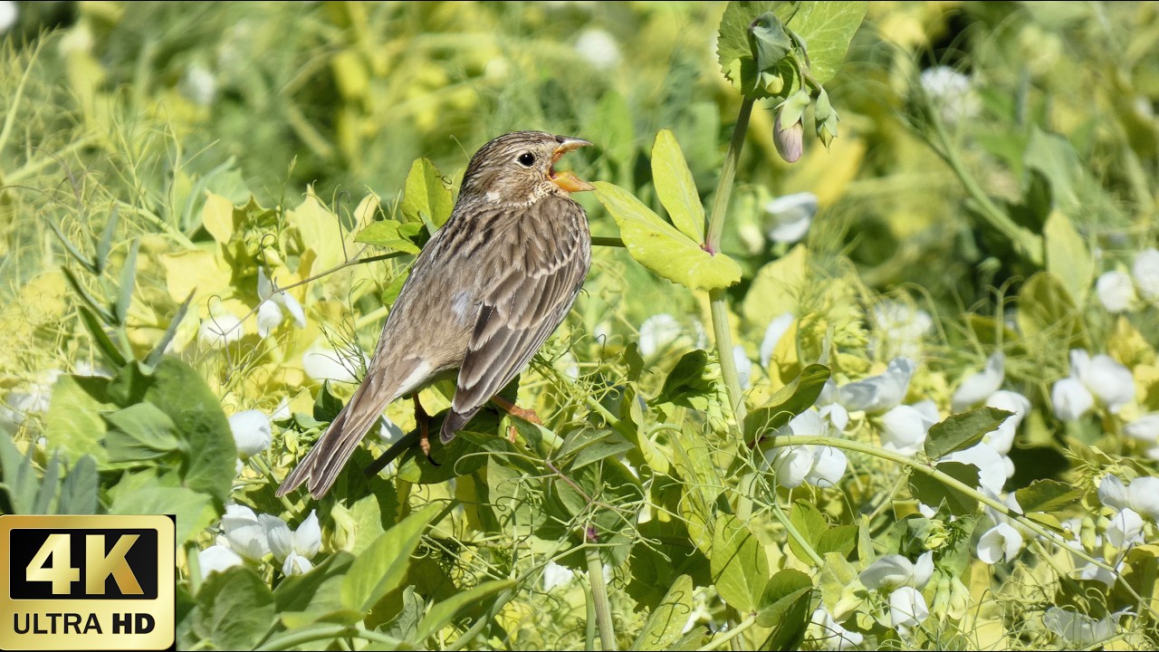 Escribano triguero cantando anuncia la llegada de la primavera   Corn Bunting singing 4K