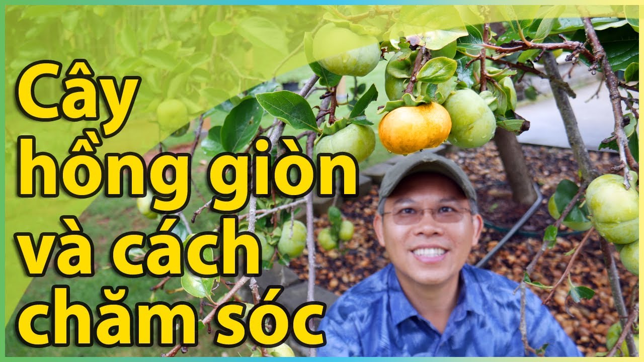 Cây hồng giòn Fuyu và cách chăm sóc.