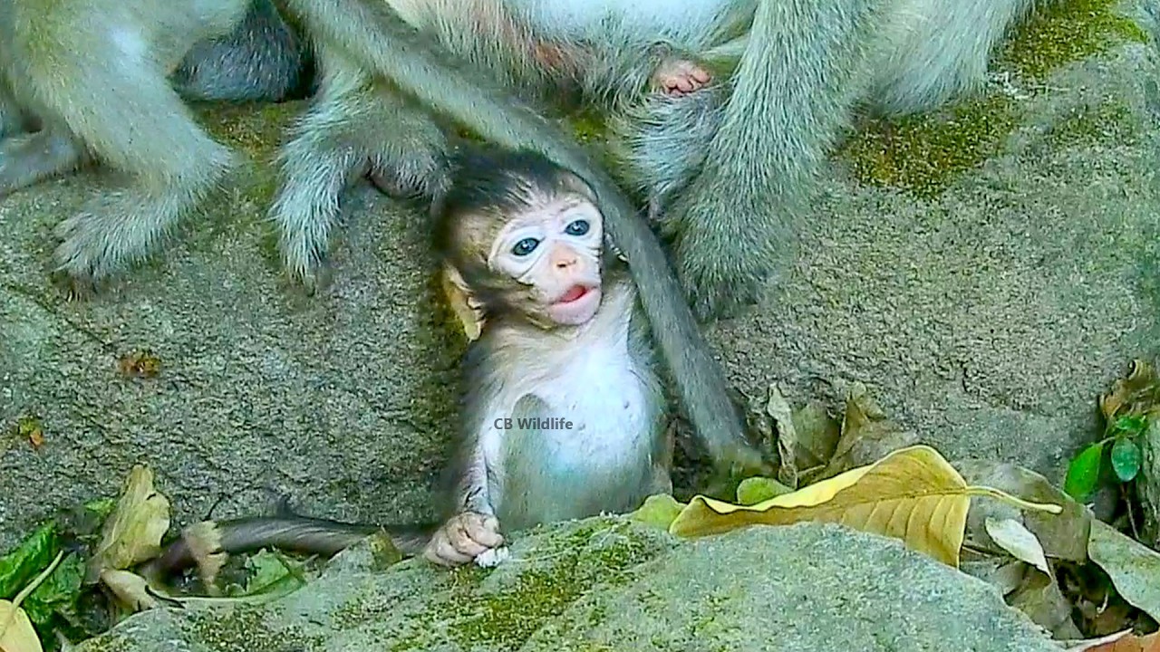 Sadness baby monkey can`t relocate from hole stone caused by grandma control her hand so b@d acted.