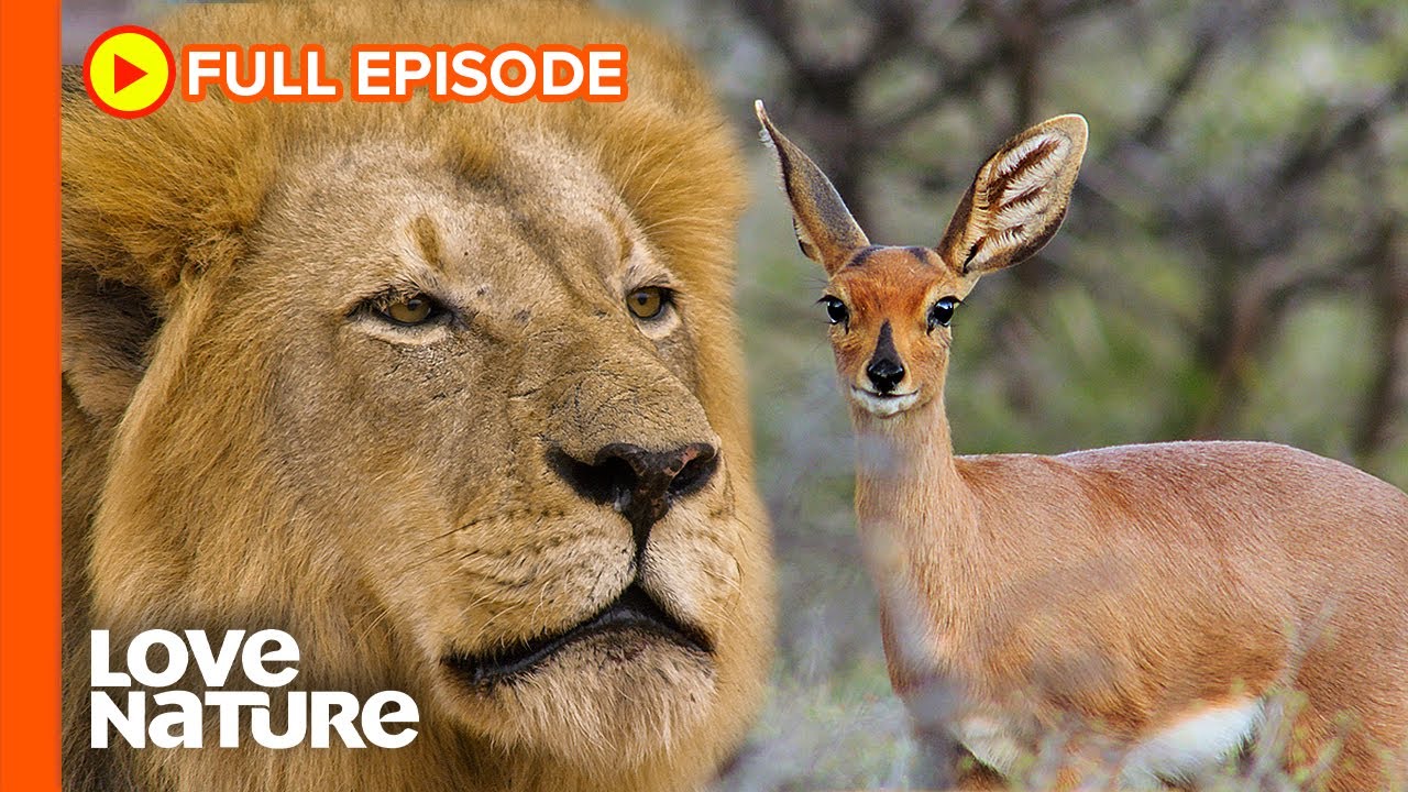 How Impalas Survive In A Land of Apex Predators | Wildlife Icons Ep106