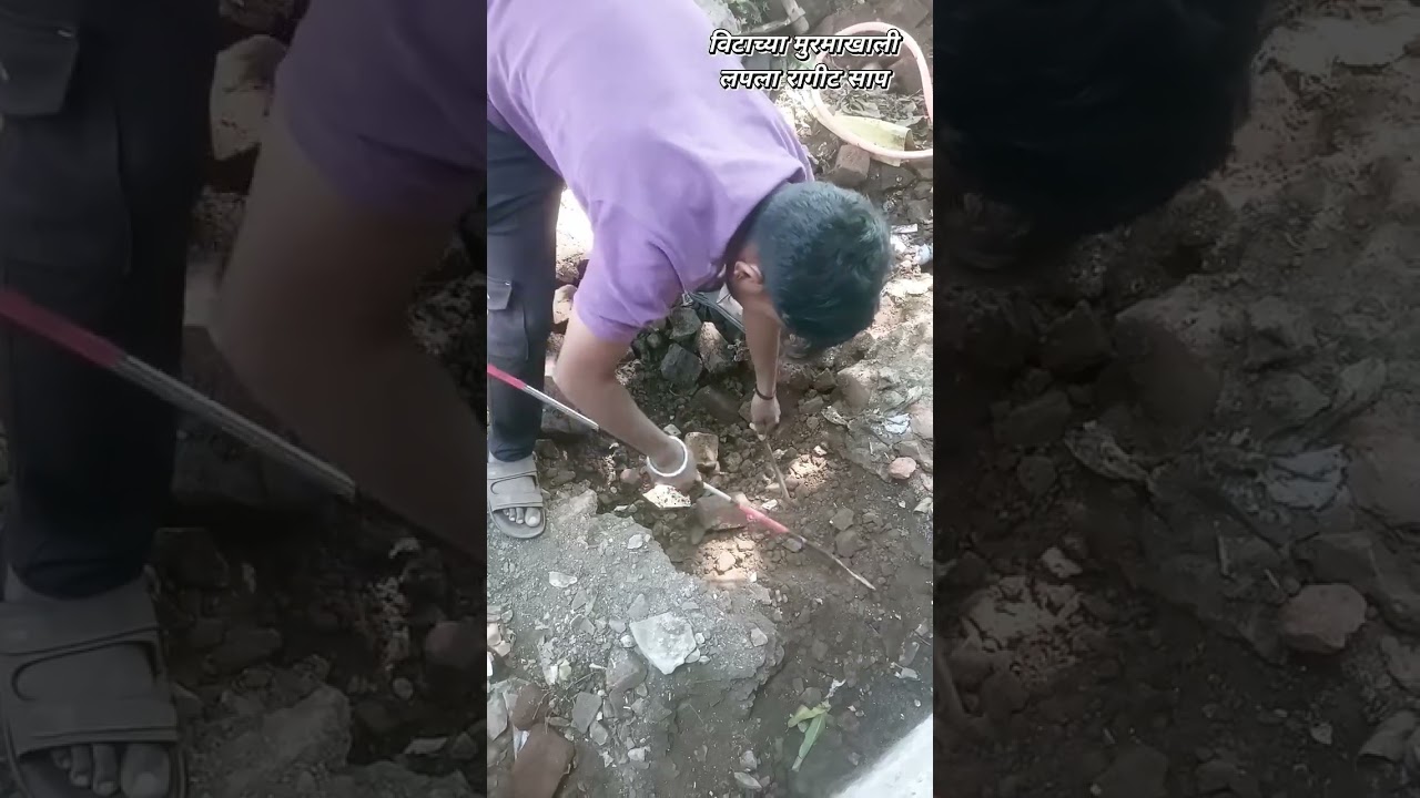 विटाच्या मुरमा खाली लपला रागीट साप 🌎🌿🛟🐍