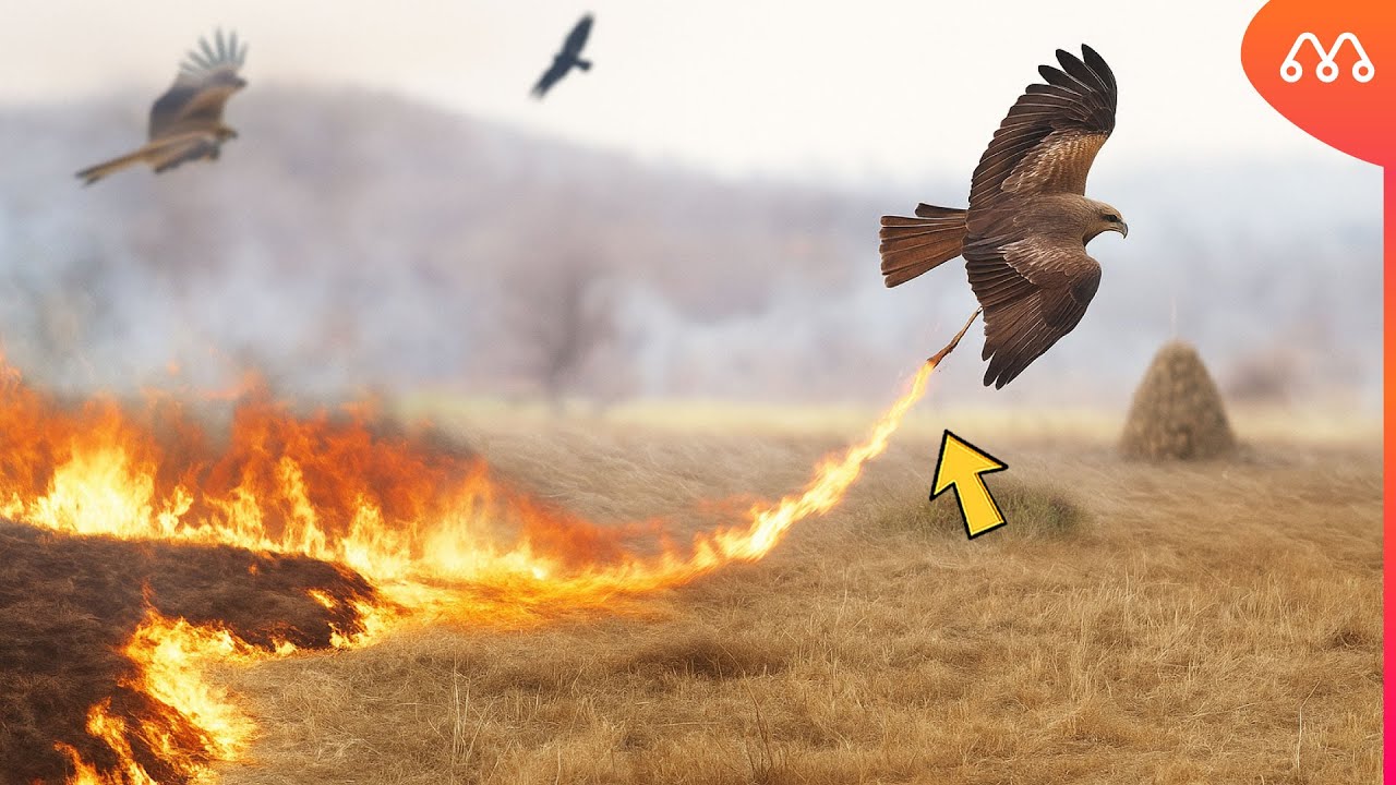 QUANDO O FALCÃO USA O FOGO PARA CAÇAR