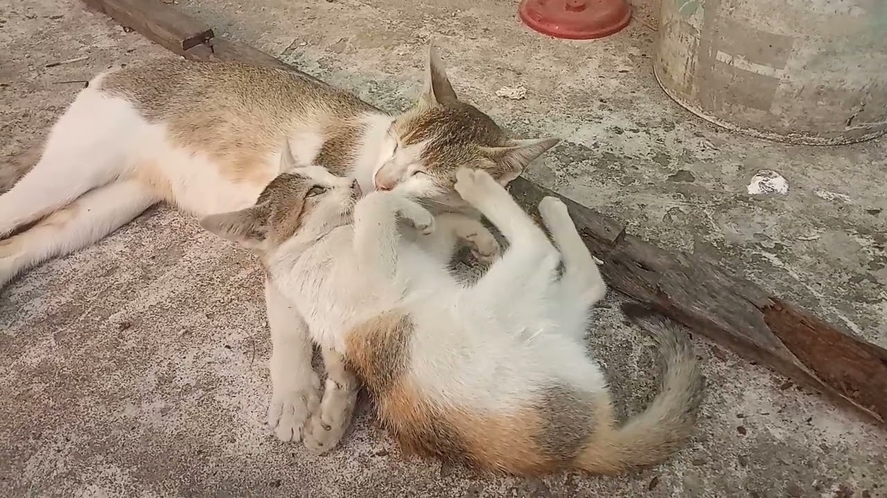 Kitten is playing with mother