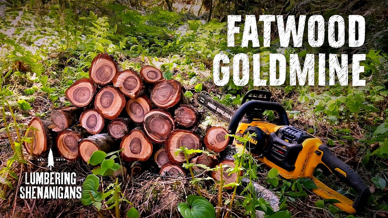 Открытие золотой жилы Фэтвуд в зарослях тсуги, обдуваемых ветром