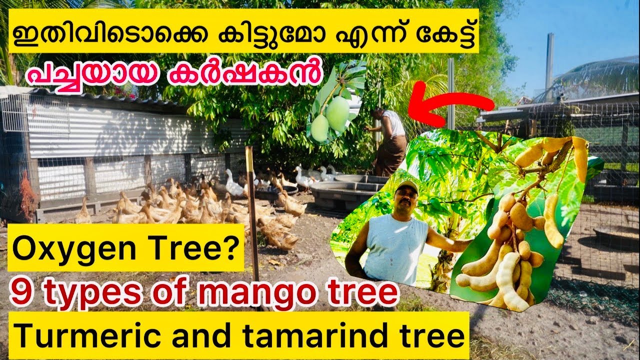 2 acres of Kerala style organic farming in Florida| ഇങ്ങനുള്ളവർ ഇവിടെയുണ്ട്|Duck and chicken farming