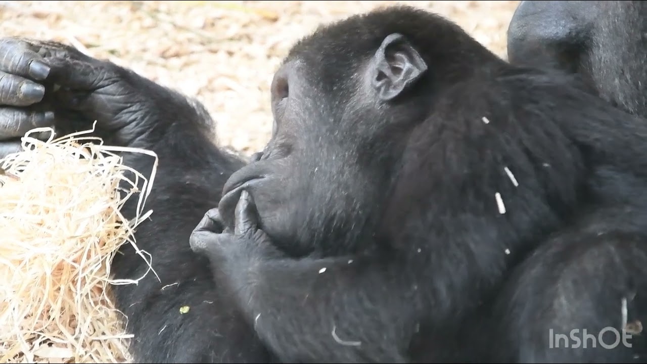 Mobi #zoopraha #gorilla #zoo #animals #babyanimals #babygorilla #cuteanimals 