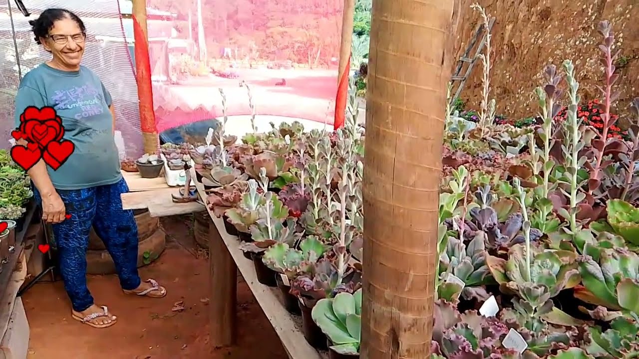 Parte 1 Poda das Gibifloras, todas identificadas 😍🙏