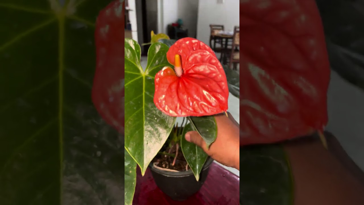 කැමතිද? බලන්න. 