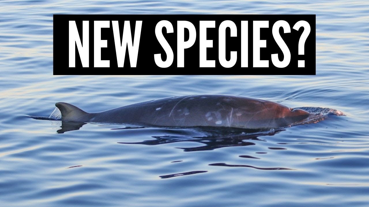 New beaked whale species discovered?