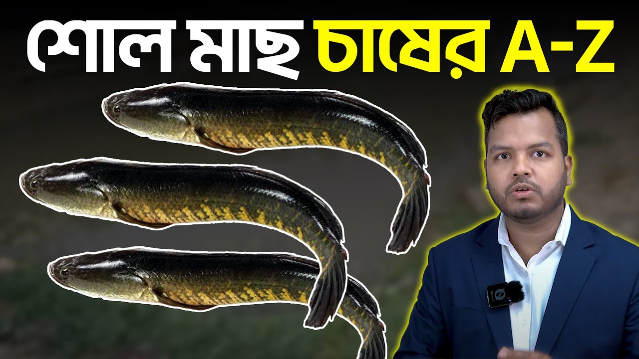 ভিয়েতনাম শোল মাছ চাষের A-Z || Shakib Agro || দেশি শোল মাছ চাষ || শোল মাছ চাষে ভাগ্য বদল