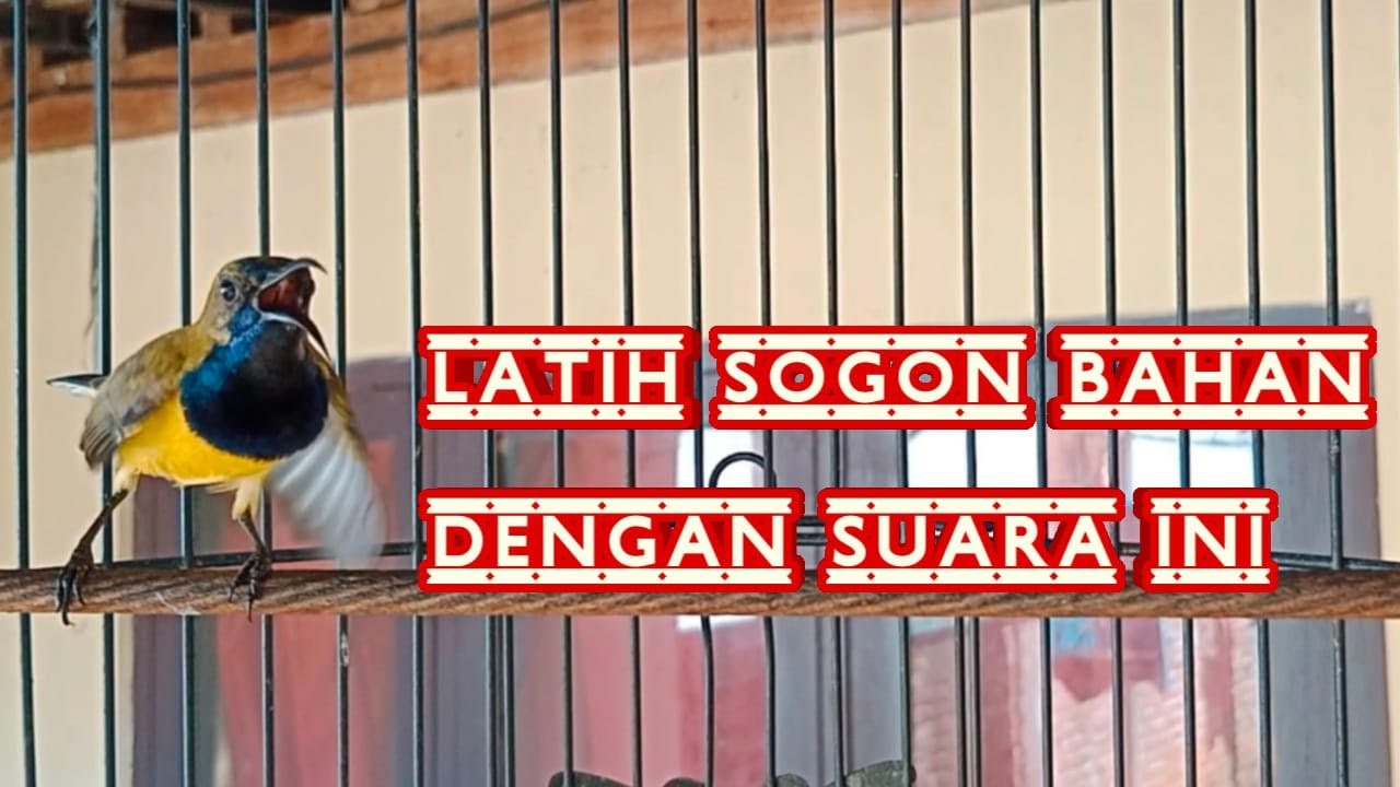 LATIH SOGON IJOAN AGAR RAJIN BUNYI   #pancingansogongacor #pancingansogonbahan #pancingansogokontomg