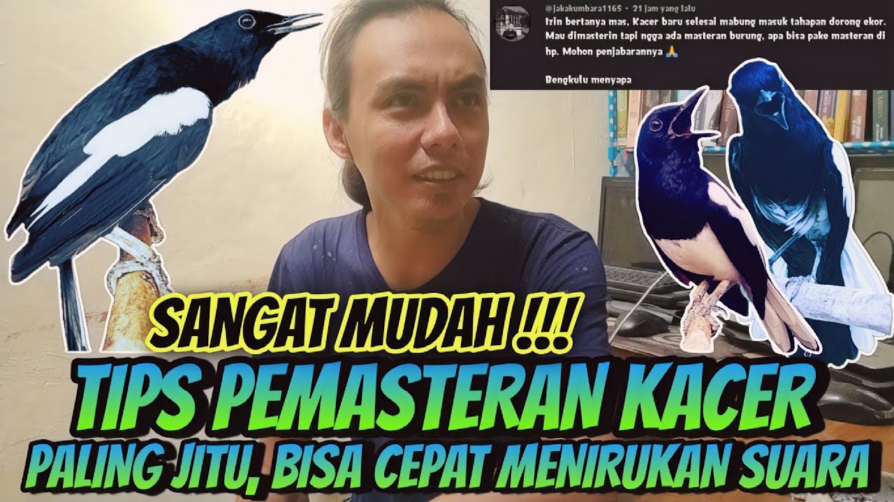 MUDAH BANGET ⁉️ PEMASTERAN KACER AGAR BISA MENIRUKAN BANYAK SUARA BURUNG || TIPS KACER