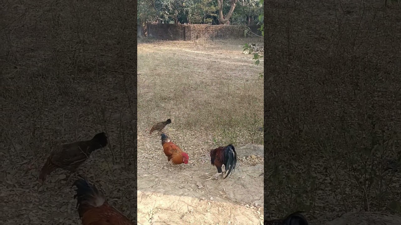 murga ladai 👊 fight calling #murga #youtubeshorts