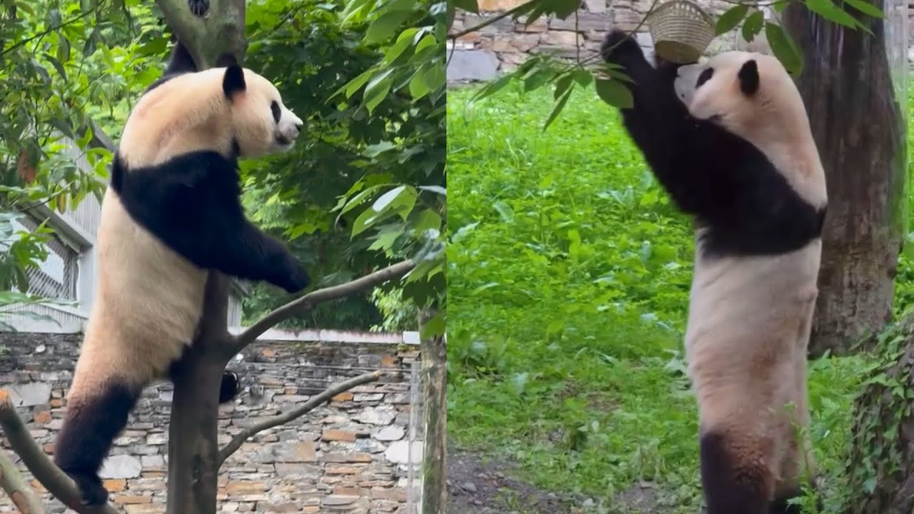 6.24 Fu Bao's Morning Fun: New Basket With Carrot Treats #panda #fubao #푸바오 #福宝 #fyp #viral #cute
